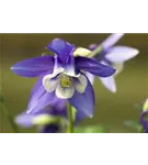 Mittelhohe Garten-Akelei - Aquilegia flab.'Spring Magic Blau-Weiß'