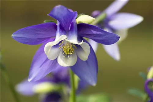 Mittelhohe Garten-Akelei - Aquilegia flab.'Spring Magic Blau-Weiß'