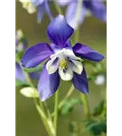 Mittelhohe Garten-Akelei - Aquilegia flab.'Spring Magic Blau-Weiß'