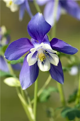 Mittelhohe Garten-Akelei - Aquilegia flab.'Spring Magic Blau-Weiß'