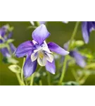 Mittelhohe Garten-Akelei - Aquilegia flab.'Spring Magic Blau-Weiß'