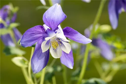 Mittelhohe Garten-Akelei - Aquilegia flab.'Spring Magic Blau-Weiß'