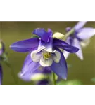 Mittelhohe Garten-Akelei - Aquilegia flab.'Spring Magic Blau-Weiß'