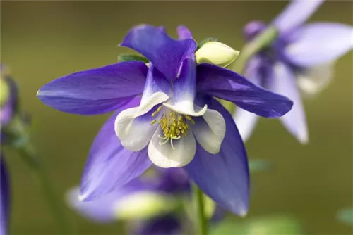 Mittelhohe Garten-Akelei - Aquilegia flab.'Spring Magic Blau-Weiß'