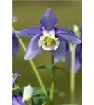 Mittelhohe Garten-Akelei - Aquilegia flab.'Spring Magic Blau-Weiß'