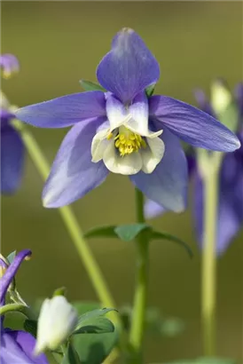 Mittelhohe Garten-Akelei - Aquilegia flab.'Spring Magic Blau-Weiß'