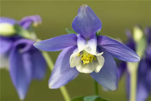 Mittelhohe Garten-Akelei - Aquilegia flab.'Spring Magic Blau-Weiß'