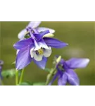 Mittelhohe Garten-Akelei - Aquilegia flab.'Spring Magic Blau-Weiß'