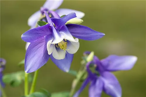 Mittelhohe Garten-Akelei - Aquilegia flab.'Spring Magic Blau-Weiß'