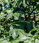 Scharlachkastanie - Aesculus carnea 'Briotii'