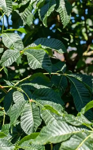 Aesculus carnea 'Briotii'