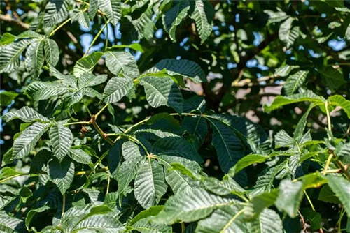 Scharlachkastanie - Aesculus carnea 'Briotii'