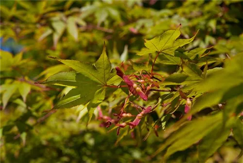 Fächerahorn 'Osakazuki' - Acer palmatum 'Osakazuki'