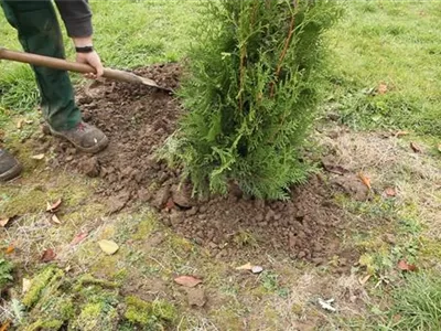 Lebensbaum - Einpflanzen im Garten