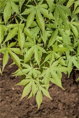 Fächerahorn 'Osakazuki' - Acer palmatum 'Osakazuki'