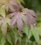 Fächerahorn 'Osakazuki' - Acer palmatum 'Osakazuki'