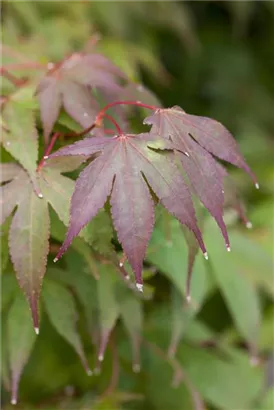 Fächerahorn 'Osakazuki' - Acer palmatum 'Osakazuki'