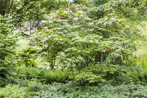 Fächerahorn 'Osakazuki' - Acer palmatum 'Osakazuki'