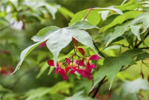 Fächerahorn 'Osakazuki' - Acer palmatum 'Osakazuki'