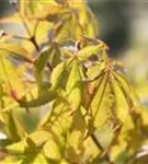 Fächerahorn 'Osakazuki' - Acer palmatum 'Osakazuki'