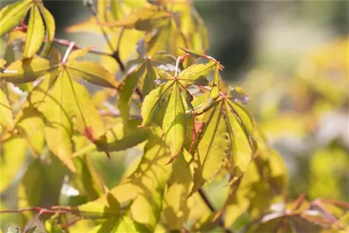 Fächerahorn 'Osakazuki' - Acer palmatum 'Osakazuki'