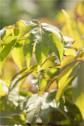 Fächerahorn 'Osakazuki' - Acer palmatum 'Osakazuki'