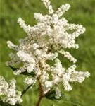 Garten-Prachtspiere - Astilbe japonica 'Deutschland'