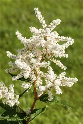 Garten-Prachtspiere - Astilbe japonica 'Deutschland'