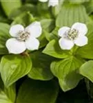 Teppich-Hartriegel - Cornus canadensis