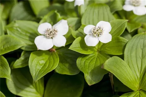 Teppich-Hartriegel - Cornus canadensis