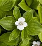 Teppich-Hartriegel - Cornus canadensis