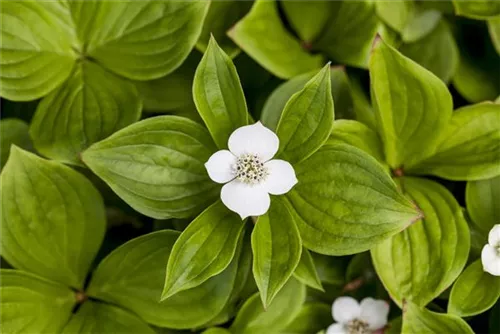 Teppich-Hartriegel - Cornus canadensis