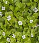 Teppich-Hartriegel - Cornus canadensis