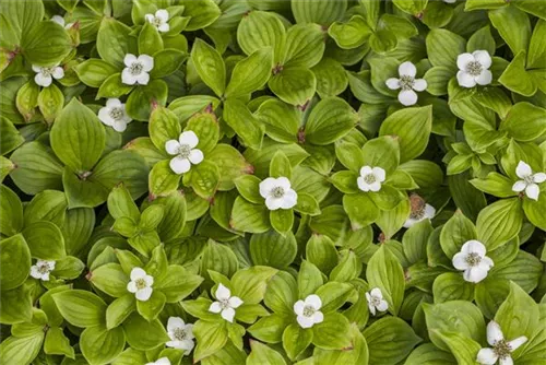 Teppich-Hartriegel - Cornus canadensis