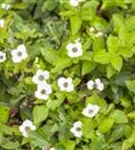 Teppich-Hartriegel - Cornus canadensis