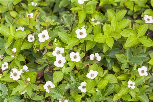 Teppich-Hartriegel - Cornus canadensis