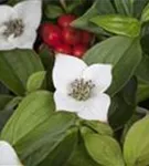 Teppich-Hartriegel - Cornus canadensis