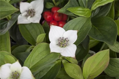 Teppich-Hartriegel - Cornus canadensis