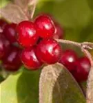 Teppich-Hartriegel - Cornus canadensis