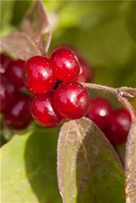 Teppich-Hartriegel - Cornus canadensis