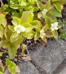 Teppich-Hartriegel - Cornus canadensis