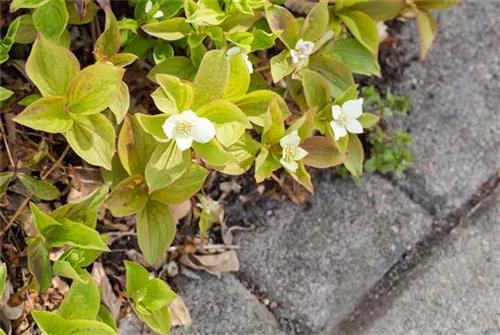 Teppich-Hartriegel - Cornus canadensis