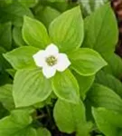 Teppich-Hartriegel - Cornus canadensis