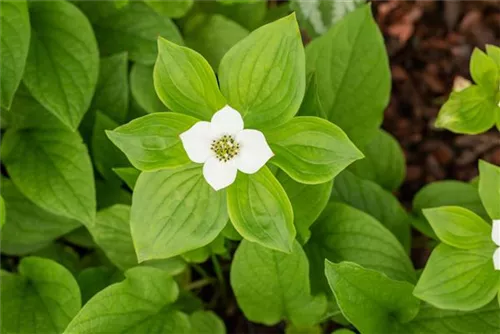 Teppich-Hartriegel - Cornus canadensis