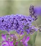 Sommerflieder 'Ile de France' - Buddleja 'Ile de France'