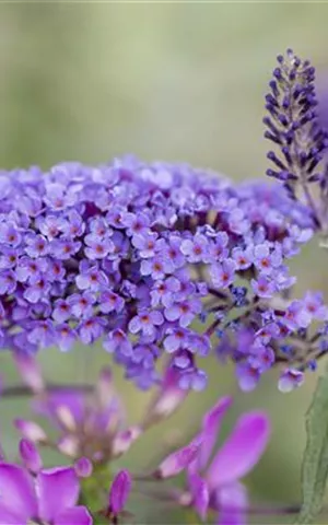 Buddleja 'Ile de France'