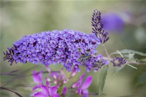 Sommerflieder 'Ile de France' - Buddleja 'Ile de France'