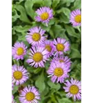 Garten-Feinstrahl - Erigeron speciosus 'Rosa Juwel'