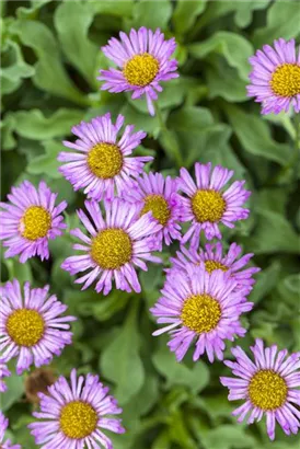 Garten-Feinstrahl - Erigeron speciosus 'Rosa Juwel'