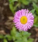 Garten-Feinstrahl - Erigeron speciosus 'Rosa Juwel'